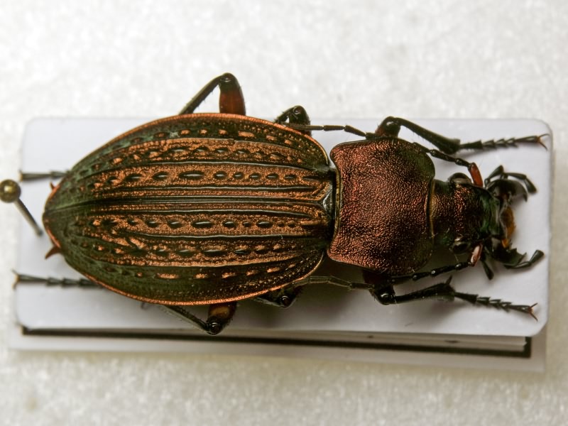 cancellatus Illiger, 1798